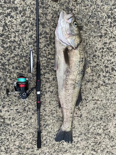 Amazon.co.jp: DAIWA LIBERTY CLUB SEABASS 96M : Sports & Outdoors